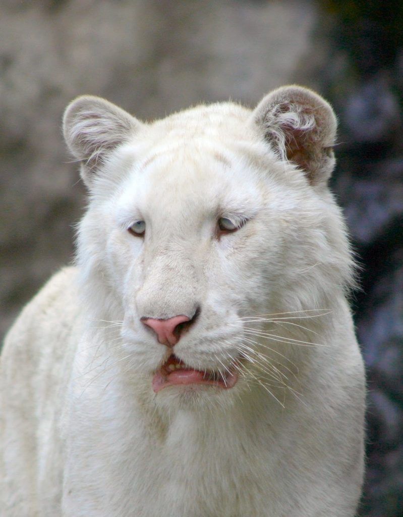 tigre ropa realizada con pieles de animales