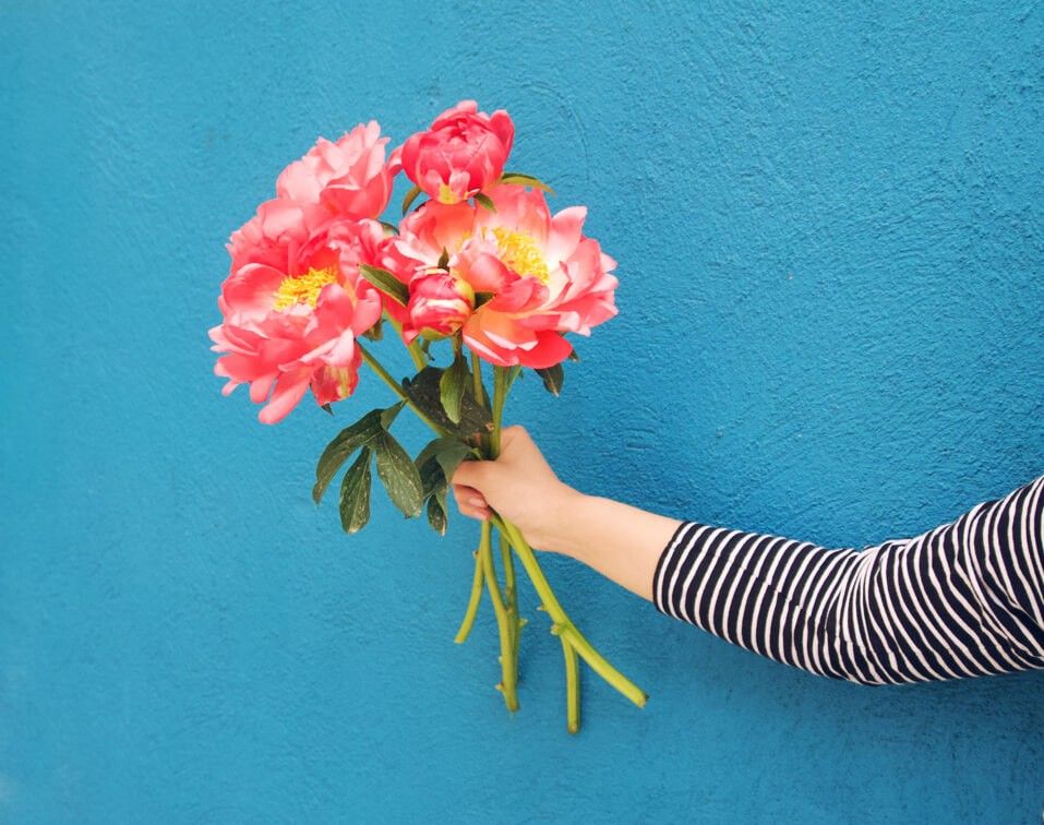 flores peonías